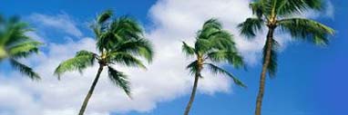 shutters, orlando, orlando shutters, plantation shutters, Faux wood shutters, Window Shutters